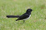 Willie-wagtail